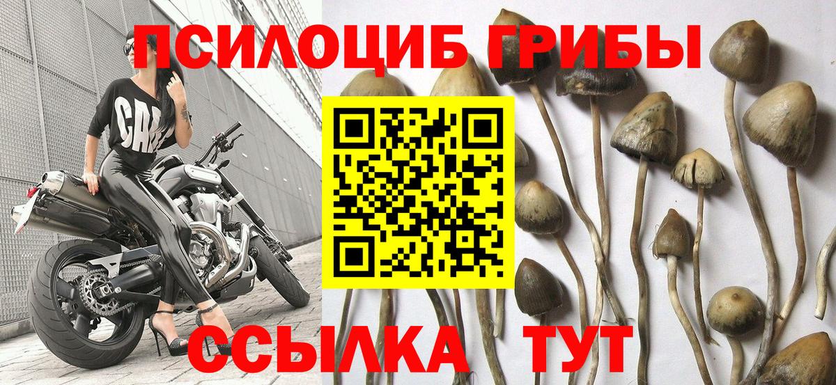 Шадринск  Псилоцибиновые грибы мухоморы  Вход с VPN 